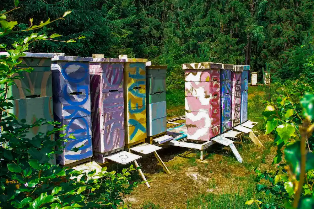 Pasieka stacjonarna w otoczeniu lasu